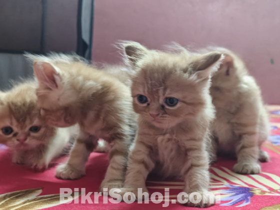 Persian cat